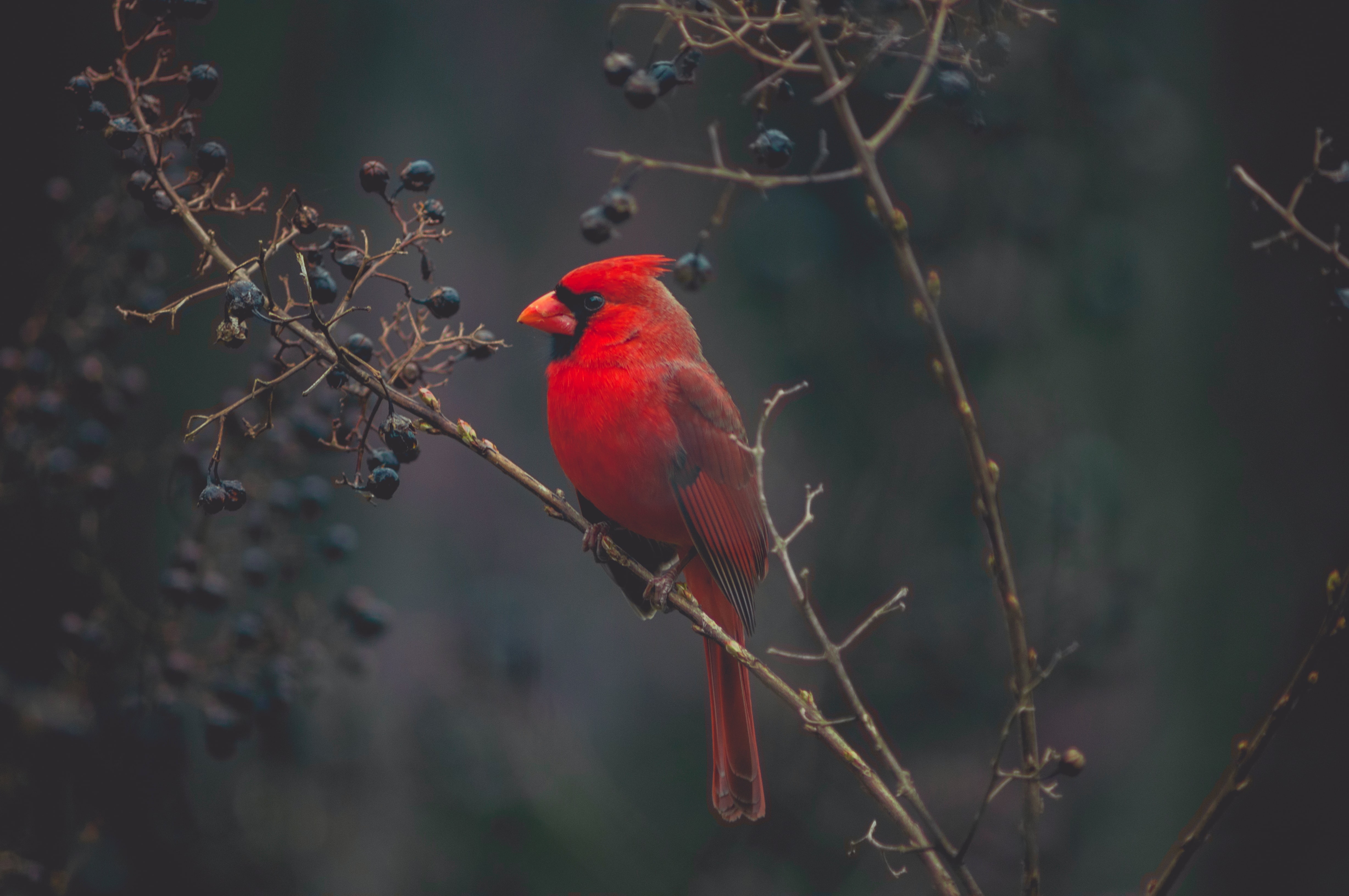 Picture of a cardinal